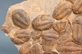 Plate Of Large Asaphid Trilobites - Spectacular Display #133243-7